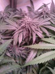 Purple Afghan Kush Flo+40