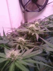 Critical Cheese Buds Flo 20
