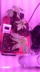 instal 2