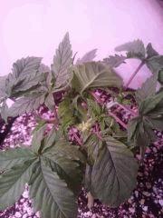 Chronic Thunder Cro 30
