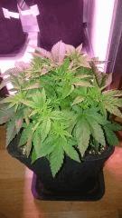 Cro36   Flowerbomb Kush