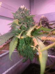 Flo58 Bud 1