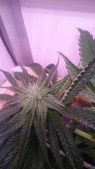 Flo23 Naine Big