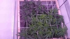 F8 Scrog14