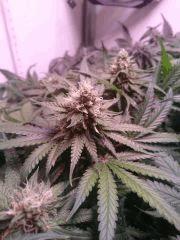 Critical Cheese Flo+40