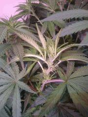 Chronic Thunder Flo28