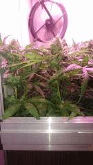 Critical Cheese Flo+40