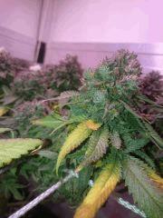 Flo66 Bud