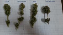 Herbier