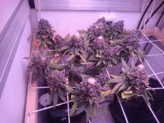 Flo66 senescence