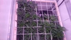 Scrog C36 Scrog 5