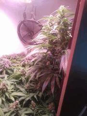 Flo 52 Chronic Thunder