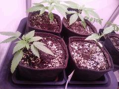 PAK Cro19   CT Cro13