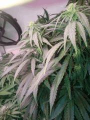 Chronic Thunder Flo+40
