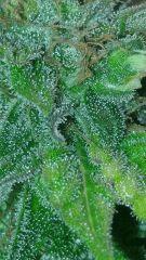 Afgooey Flo 70 (2)