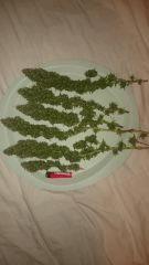 Chronic Thunder Cut Flo97