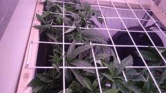 C31 Scrog 1