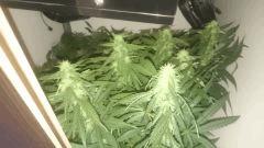 Domination de la chronic