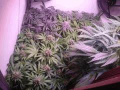 Flo52 M