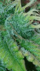 Flo 61 Afgooey Application loupe