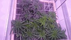 F7 Scrog 13