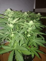 Flowerbomb Kush Flo 24