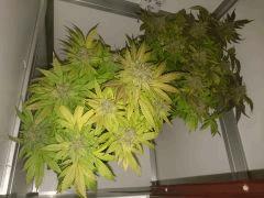 Afgooey Et Great WHite Shark Flo77