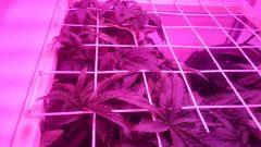 C33 Scrog 2