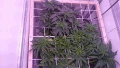 Scrog 10 F4