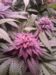 FlowerBomb Kush - banane?