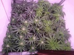 Flo 20 Apres Super crop