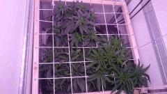 Scrog 7 F1