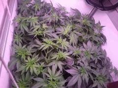 Flo 5