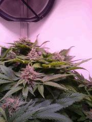 Flo56 Afgooey