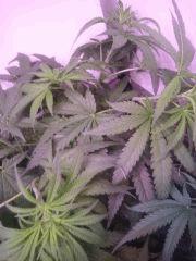 Chronic Flo 20