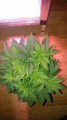 Cro36   Great White Shark