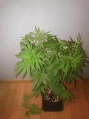 CT Super crop