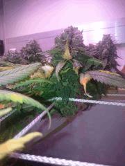 Flo58 Bud