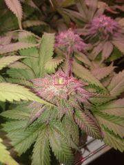 FlowerBombKush - banane?