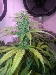 Flo34 Caboose One Bud