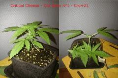 CC Cut Ap 1 Cro21