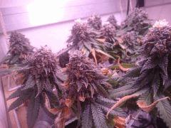 Flo58 3 Bud Gauche