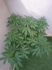 Bubba Gift outdoor + 44