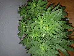 FlowerBomb Kush Flo 13