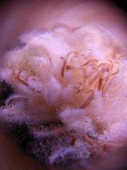 macro f45(1)