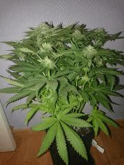 Flowerbomb Kush Flo