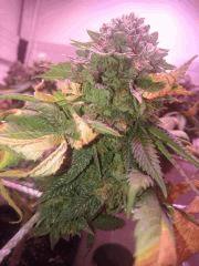 Flo58 Bud Droite