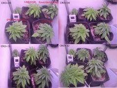 Cro 29 32 debut palissage