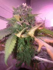 Flo58 Bud 2