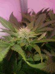 Flo34 Great White Shark